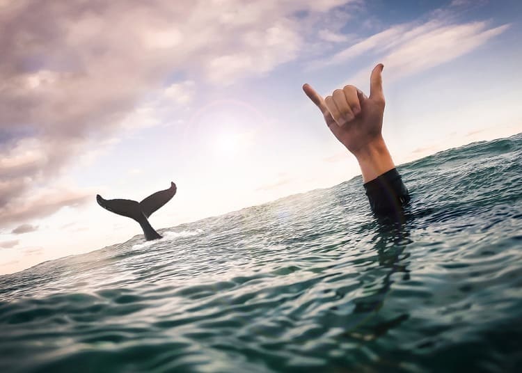 El shaka: El saludo surfer por excelencia | EnelPico